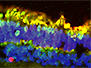 Ocular Regenerative Medicine