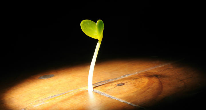 Sprout Image