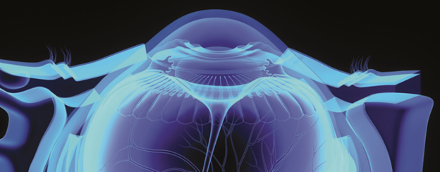 Cornea